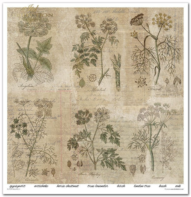 ITD Collection - Herbarium 2 Scrapbooking Papers