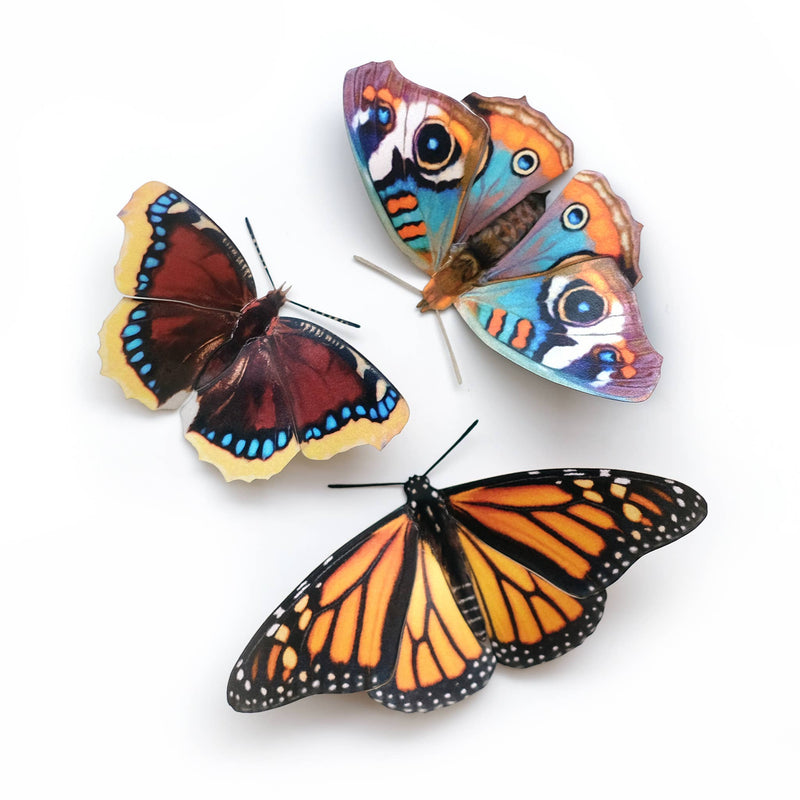 Moth and Myth - "Florida" 3 Piece Butterfly Set