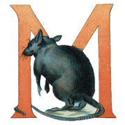 Animal Alphabet - Everyday Sticker Box - Root & Company