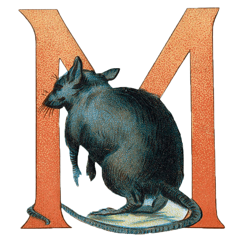 Animal Alphabet - Everyday Sticker Box - Root & Company