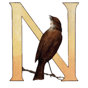 Animal Alphabet - Everyday Sticker Box - Root & Company