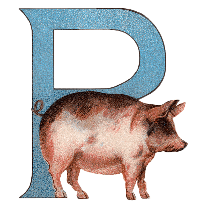 Animal Alphabet - Everyday Sticker Box - Root & Company