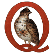 Animal Alphabet - Everyday Sticker Box - Root & Company