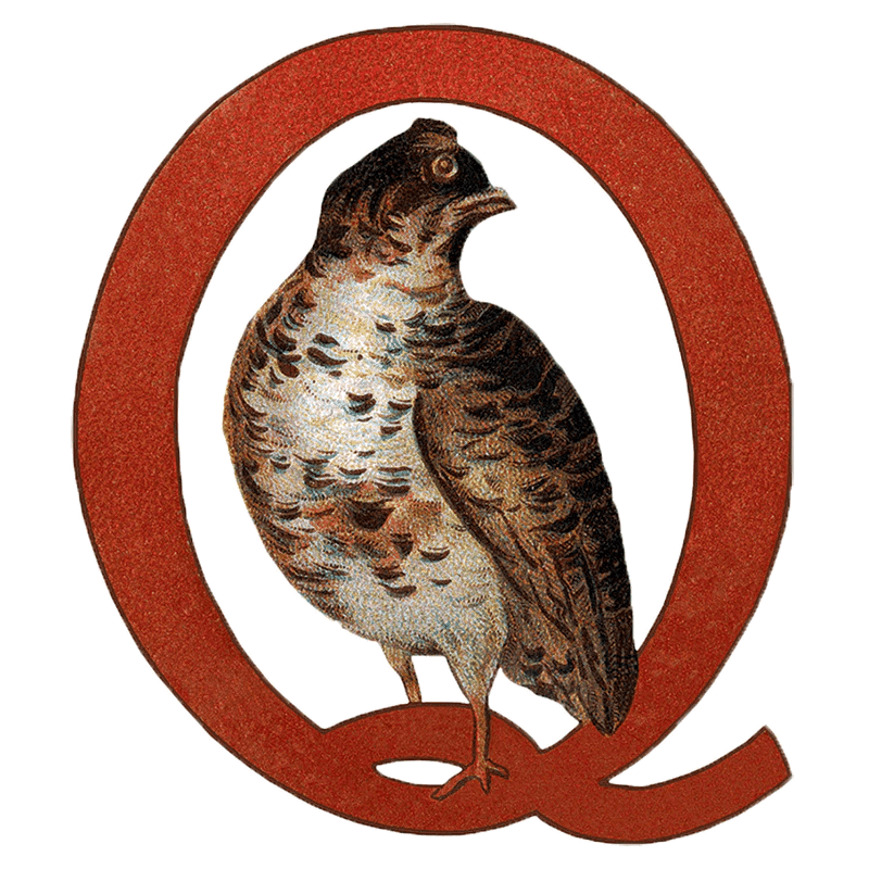 Animal Alphabet - Everyday Sticker Box - Root & Company