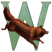 Animal Alphabet - Everyday Sticker Box - Root & Company