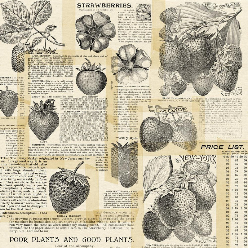 Simple Stories - Simple Vintage Berry Fields Collection - 12 x 12 Double Sided Paper - Root & Company