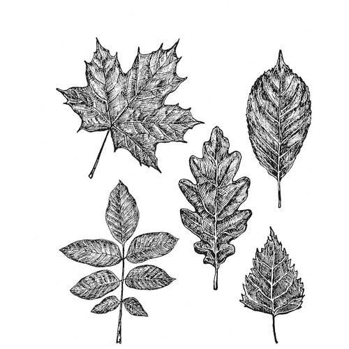 Stampers Anonymous - Tim Holtz - Cling Mounted Rubber Stamps - Sketchy Leaves - Root & Company